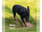 Beauceron Mix DOG FOR ADOPTION RGADN-1327927 - Mikey - Beauceron / Mixed (short