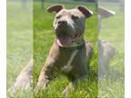 American Pit Bull Terrier Mix DOG FOR ADOPTION RGADN-1327933 - Callie - American