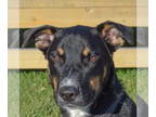 German Shepherd Dog Mix DOG FOR ADOPTION RGADN-1327934 - Dunn - Cattle Dog /