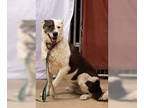 Australian Cattle Dog Mix DOG FOR ADOPTION RGADN-1327935 - Reggie - Cattle Dog /