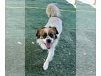 Spaniel Mix DOG FOR ADOPTION RGADN-1327943 - Casey - Spaniel / Mixed (medium