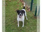 Pointer Mix DOG FOR ADOPTION RGADN-1327945 - Cash - Hound / Pointer / Mixed