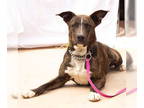 American Pit Bull Terrier DOG FOR ADOPTION RGADN-1327950 - Millie - Pit Bull
