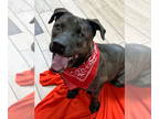 Mastiff Mix DOG FOR ADOPTION RGADN-1327954 - Beans - Mastiff / Mixed Dog For