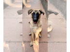 German Shepherd Dog Mix DOG FOR ADOPTION RGADN-1327961 - Rune - German Shepherd