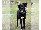 Australian Kelpie DOG FOR ADOPTION RGADN-1327967 - Baxter - Australian Kelpie