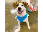 Adopt Daphne a Pointer, Mixed Breed