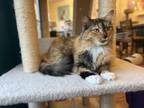 Adopt Bobbin a Maine Coon