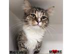Adopt Mircoles a Domestic Long Hair