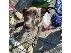 Adopt Sammi Sweetheart a Pit Bull Terrier, Mixed Breed