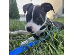 Adopt Deena a Pit Bull Terrier, Mixed Breed
