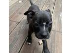 Adopt JWoww a Pit Bull Terrier, Mixed Breed