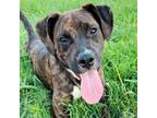 Adopt Etch A Sketch a Plott Hound