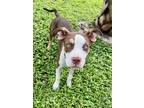 Adopt Mandy a American Bully