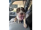 Adopt Morgan a American Bully