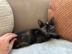 Adopt Fiona a Domestic Short Hair