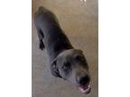 Adopt Gemma a Pit Bull Terrier, Mixed Breed