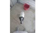 Adopt Saddy a Mixed Breed