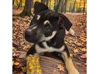 Adopt Astra a Shepherd