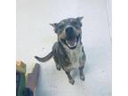 Adopt Alvida a Mixed Breed