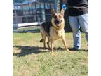 Adopt Sky a German Shepherd Dog