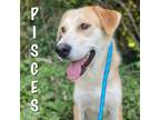 Adopt Luna FKA Pisces a Golden Retriever, Akita