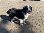 Adopt Tess a Australian Shepherd