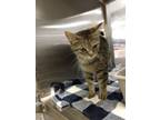 Adopt Jewel a Domestic Short Hair