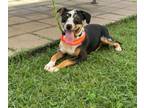 Adopt Mocha Cappucino a Catahoula Leopard Dog, Mixed Breed