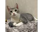 Adopt Gia a Domestic Short Hair