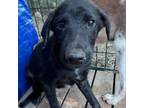 Adopt Claire a Labrador Retriever, Mixed Breed