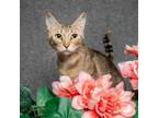 Adopt Peepette a Domestic Short Hair