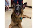 Adopt Shilah a German Shepherd Dog, Belgian Shepherd / Malinois
