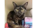 Adopt Carlee a Domestic Medium Hair, Domestic Short Hair