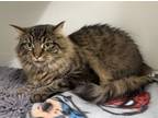 Adopt Lemongrass a Domestic Long Hair, Domestic Short Hair