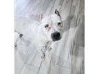 Adopt Lychee a American Staffordshire Terrier