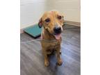 Adopt Coco a Black Mouth Cur, Labrador Retriever