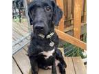 Adopt Debra a Poodle