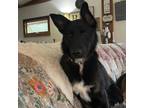 Adopt Dandy a Collie, Australian Shepherd