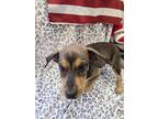 Adopt Annie a Australian Cattle Dog / Blue Heeler, Hound