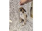 Adopt Ruby a Australian Cattle Dog / Blue Heeler, Hound