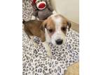 Adopt Garnett a Australian Cattle Dog / Blue Heeler