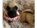 Adopt Dory - Pug/Terrier Ready for Home! a Pug, Terrier