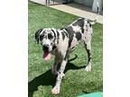 Adopt Strawberry-Sweet Dane a Great Dane