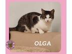 Adopt Olga a Domestic Short Hair