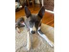 Adopt Martina a Husky, Mixed Breed