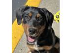 Adopt Buttercup a Beagle, Mixed Breed