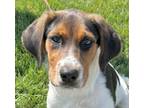 Adopt Blossom a Beagle, Mixed Breed