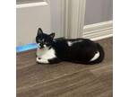 Adopt Josephine a Domestic Short Hair