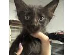 Adopt Heidi a Domestic Medium Hair
